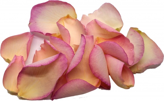 Vintage Pink Rose Petals